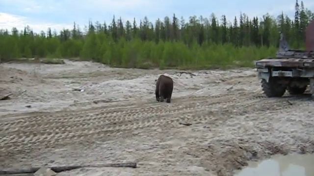 Медведь в городке 2010г часть 5 смотреть онлайн