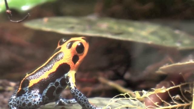 Ranitomeya imitator 'Varadero' смотреть онлайн