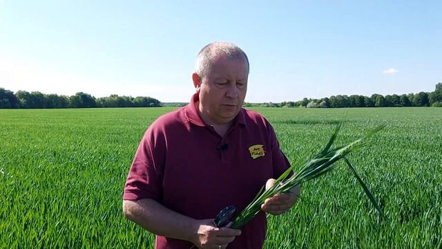 Важливі та своєчасні поради для збереження урожайності і якості пшениці. смотреть онлайн