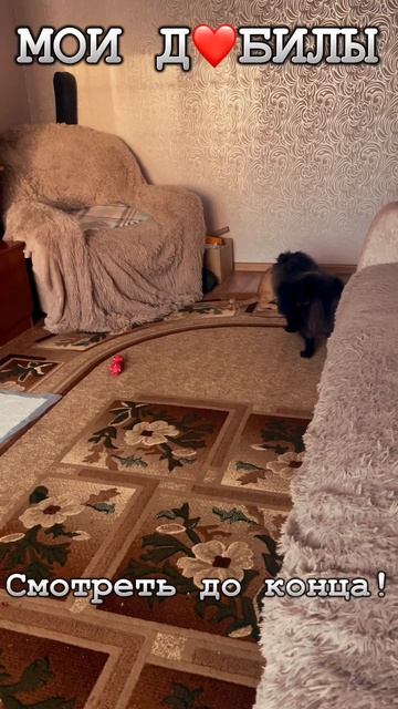 Кот и пёс #shorts #рекомендации #котики #щенки #дружба #любовь #приколы
#мемы2022 смотреть онлайн