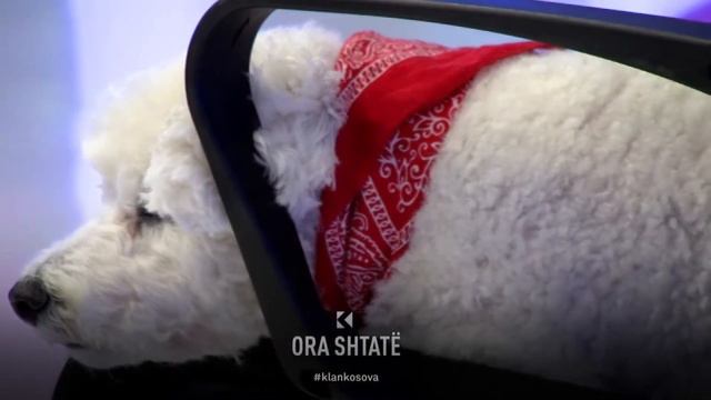 Ora 7 - Sa është aktiv dhe energjik dhe kërkues qenushi Gigi? смотреть онлайн