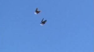 Голуби  Геническа  Николаенко С.А.                   380970600497