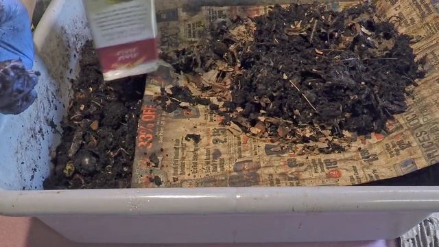 Watermelon & coffee for all my worm bins смотреть онлайн