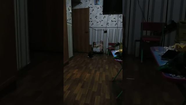 Кот и лазер, смотреть до конца 😂 смотреть онлайн