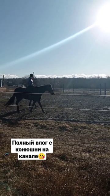 Конный спорт, верховая езда, лошади🐎 смотреть онлайн