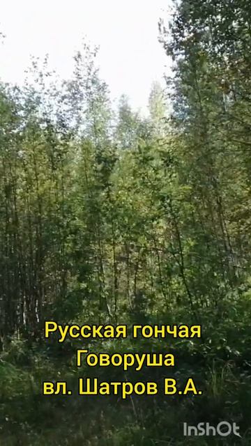 Русская гончая Говоруша вл. Шатров В.А.#охотасгончей#собака #животные #топ #hunting смотреть онлайн