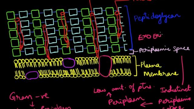 Structure of Gram Positive Cell Wall смотреть онлайн