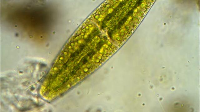 Tetmemorus granulatus смотреть онлайн