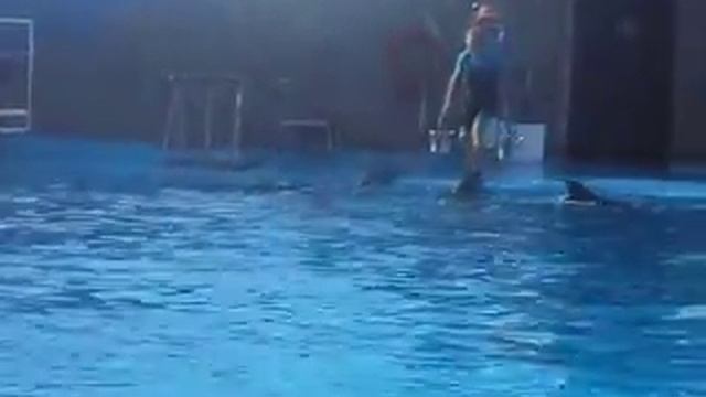 Само очарование - дельфинарий, г. Ейск смотреть онлайн