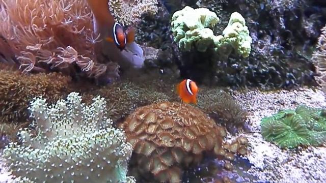 Морской аквариум 19.03.15г. смотреть онлайн