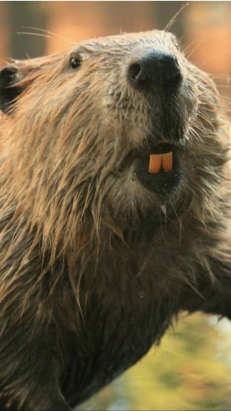 песня про бобрика