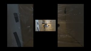 Яяна Пранки над моим котом реакция на Яяна Динияр Гучев