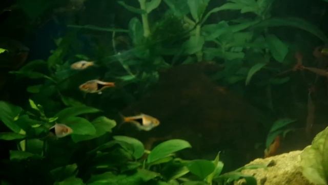Akwarium: Trichopodus Leerii & Trigonostigma Heteromorpha