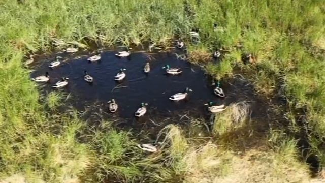 Амурский орнитолог объяснил странное поведение уток смотреть онлайн