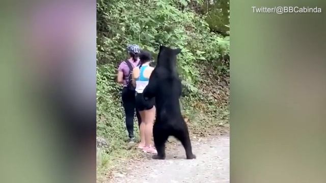 В Мексике медведь сфотографировался с туристами смотреть онлайн