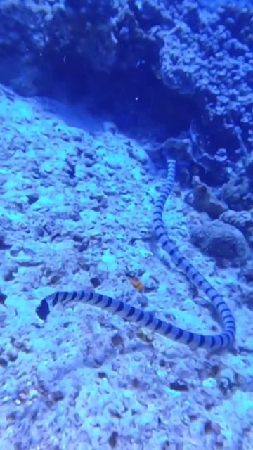 This is a Banded Sea Krait, Laticauda colubrina, In Moalboal, Cebu, Philippines 🇵🇭. смотреть онлайн