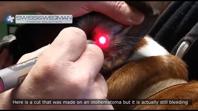 Treatment with Laser Hyserpen VET of a dog Otohematoma_UK смотреть онлайн