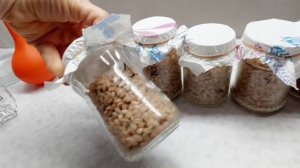 #триходерма и #боверия от tutAGRO на перловке. Независимый тест