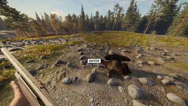 theHunter: Call of the Wild - Głuszec zwyczajny (Odległość: 23,62 m / Ocena: 4,50) смотреть онлайн