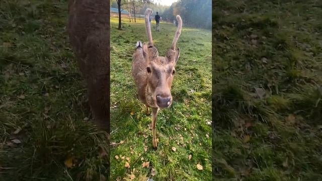 Экоферма арт-парка Веретьево смотреть онлайн