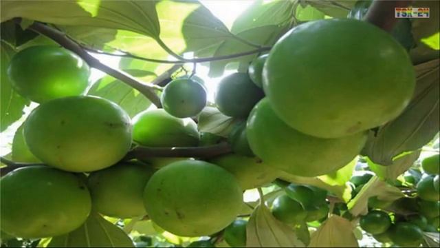 WOW! Amazing Agriculture Technology - Apple Ber ❤ смотреть онлайн