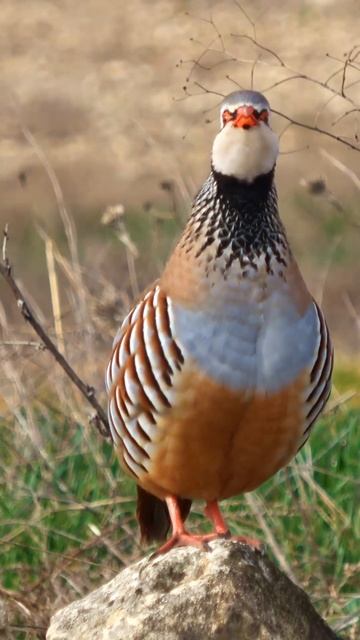 Calm Space: Red-legged Partridge In The Field #shorts смотреть онлайн