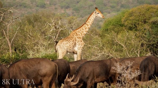 Animals of Africa 8K ULTRA HD | Amazing Wildlife of African Savanna | Relaxation Film смотреть онлайн