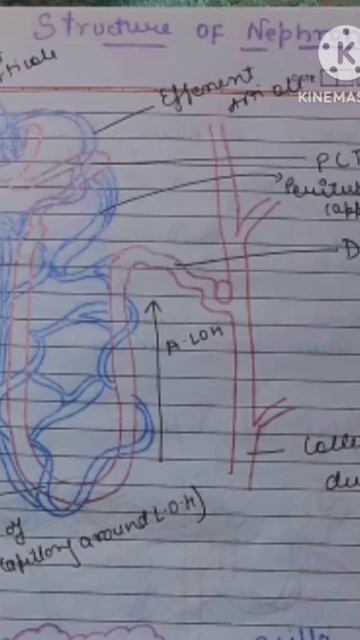 Nephron And Passage Of Urine....#class11 #school #study #biology #human #physiology