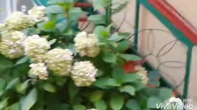 Сочи смотреть онлайн