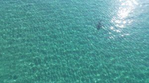 Акулы в средиземном море