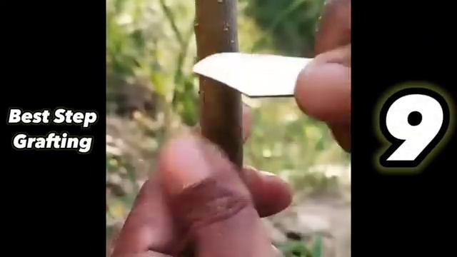 методы_прививок растений