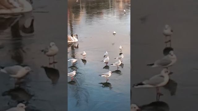 декаб 2 птинец один смотреть онлайн