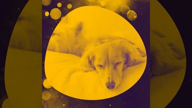 Атмосфера (Одинокие собаки) смотреть онлайн