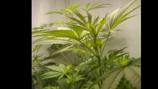 First Grow 250w CFL смотреть онлайн