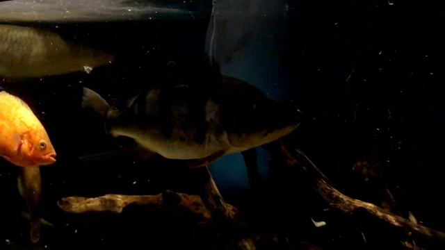 Цихла, Астронотус, Арована (Кормежка) смотреть онлайн