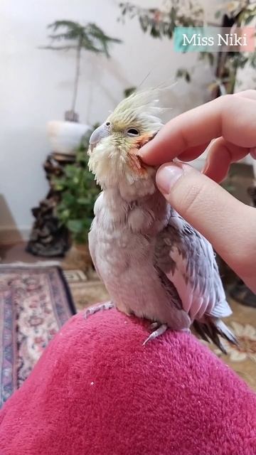 Cockatiels🦜 One amazing animal to have as a pet 😍 #shorts #cockatiel #parrot #birds #cute смотреть онлайн