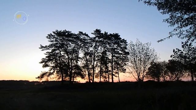 Лікувальний спів птахів // Healing singing of birds смотреть онлайн