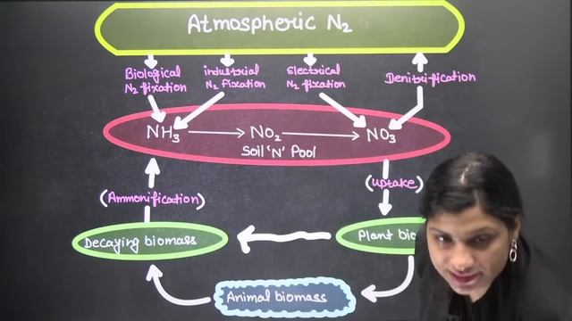 Phoenix 2.0: Biology Most Important Video for NEET 2025 | Udaan смотреть онлайн