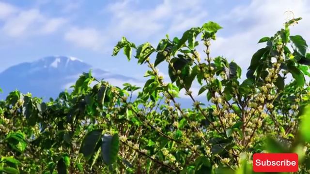 Tanzania coffee initiative смотреть онлайн