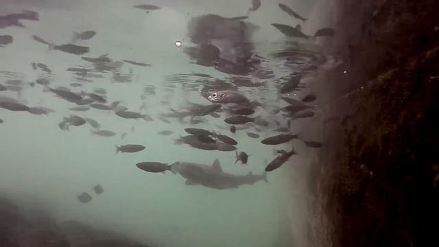 Tope Shark in the Marina of Vila Franca do Campo | TERRA AZUL™ смотреть онлайн