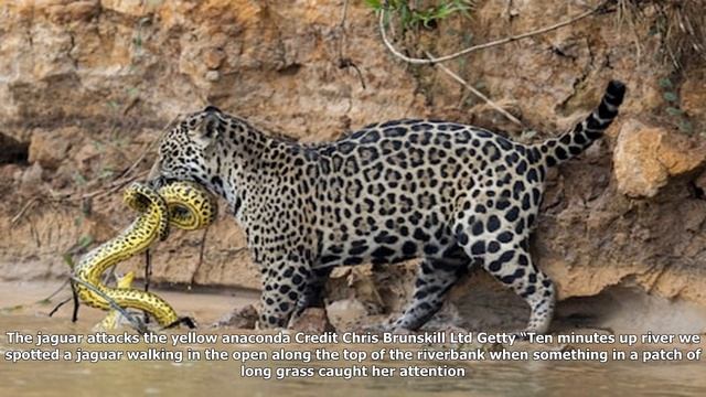 Ferocious battle between jaguar and yellow anaconda captured by wildlife photographer смотреть онлайн