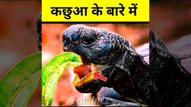 कछुआ का रोचक तथ्य !! Facts about turtles 🐢🐢 !! #factsinhindi #shorts смотреть онлайн