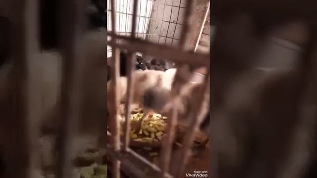 Джерсейский.гигант.цыплята.16.дней. смотреть онлайн