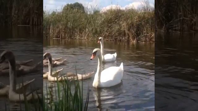 наглые нахлебники смотреть онлайн