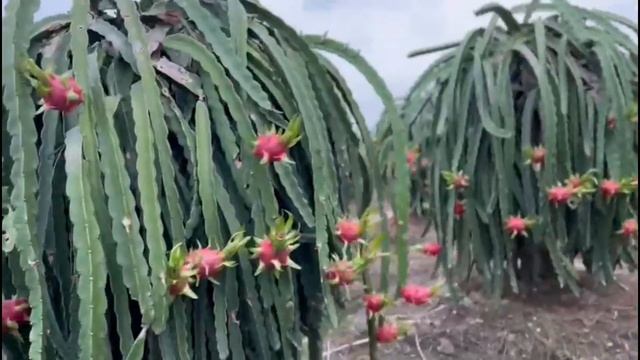 Vietnam, Vietnam fruits, Dragon Fruit, Dragon fruit field, Most popular fruit in Vietnam, Вьетнам смотреть онлайн