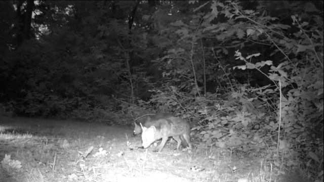 Фотоловушка "Филин", видео в темное время суток смотреть онлайн