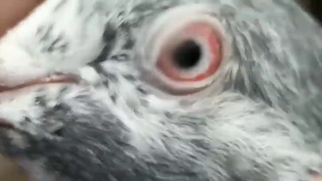 mian nazir waly pure kabootar breeder jora for sale #viralvideo #kabootarbazi #pigeon #kabootar смотреть онлайн