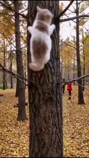 cat climbing tree | kitten climbing tree | funny kitten trying to climb tree#shorts#cats@animal смотреть онлайн