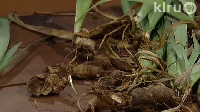 Dividing bearded iris|Trisha Shirey| Central Texas Gardener смотреть онлайн