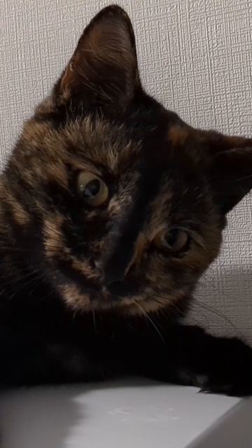 Холодильник лучшее место для умывания смотреть онлайн